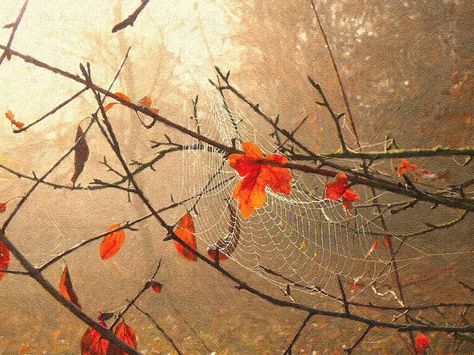 Творчество осени.