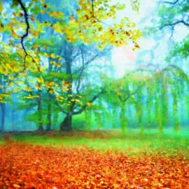 лес в тумане