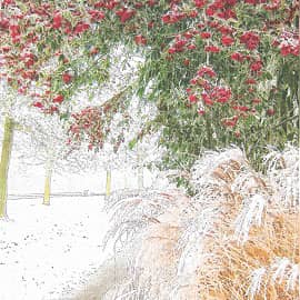 Зимние ягоды