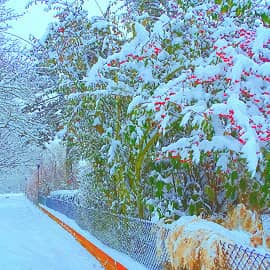 Ягоды в снегу.