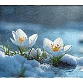 Зима напрасно злится... (1), художник Alex-08