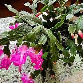 Цветущий декабрист