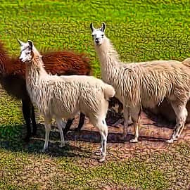 Животные 067