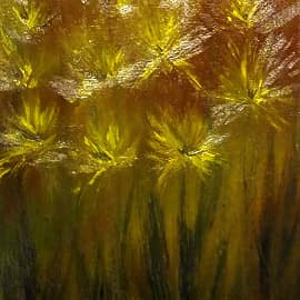 Полевые цветы