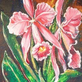 Фаленопсисы