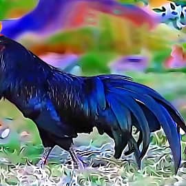 Птицы 0116 Андалузский петух