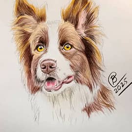 Бордер-Колли