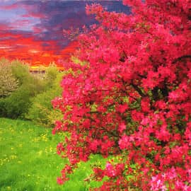 цветы заката