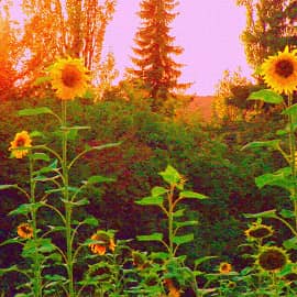 Под солнцем.