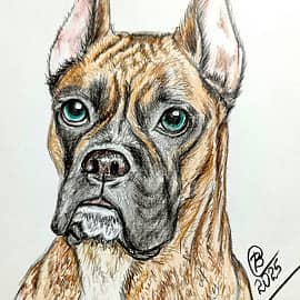 Американский боксёр