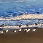 Два семейства куликов на морской прогулке