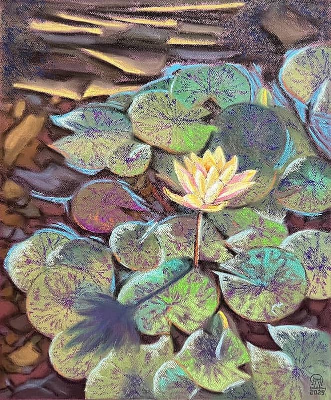 Желтая кувшинка