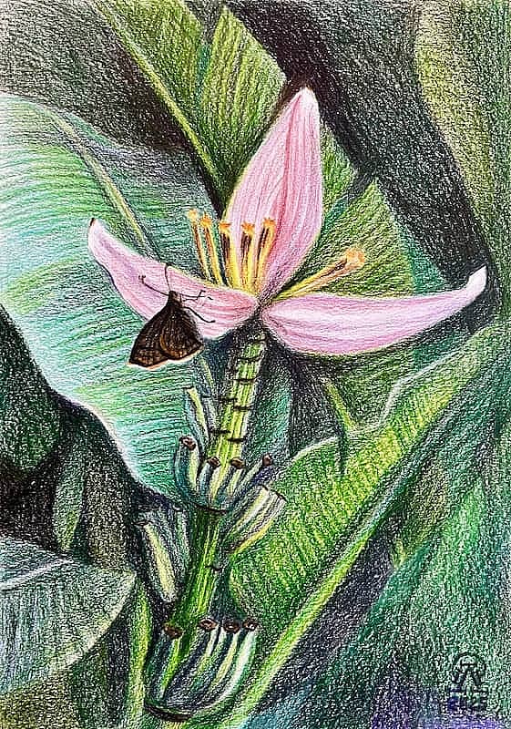 Пхукет. Цветок банана.