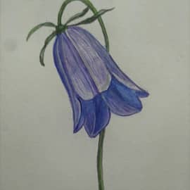 Колокольчики - цветы очень нежные