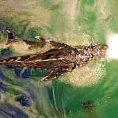 Полосатый кит (3), художник Евгения