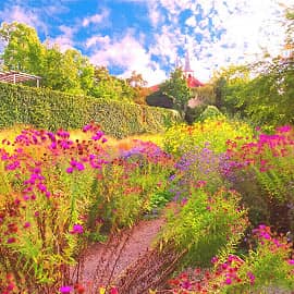 среди хризантем