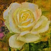 Жёлтая роза