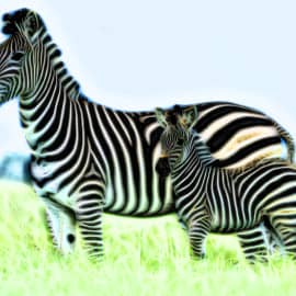 Животные 021