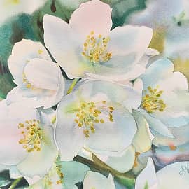 "Жасминовое солнце"