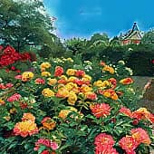 В саду роз.