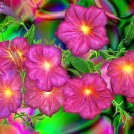 Ночная Петуния