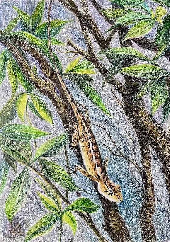 Фукуок. Ящерица.