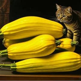 Это не рыба...