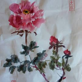 Пионы в саду