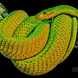 Животные 031