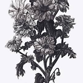 Хризантемы