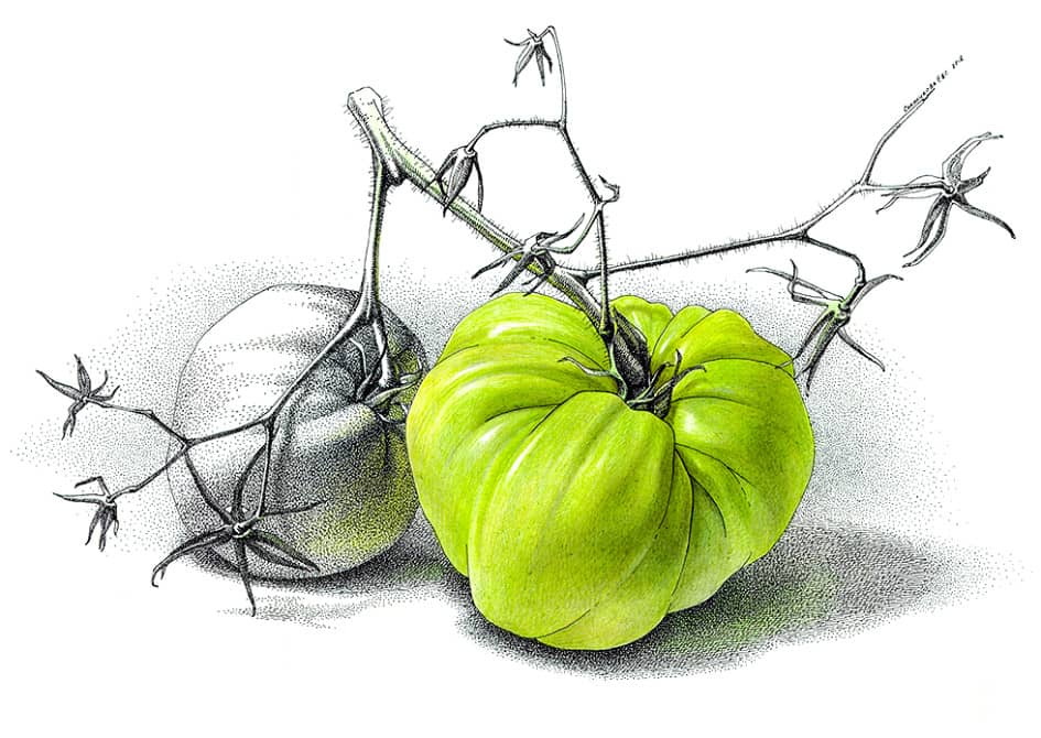 Зелёный помидор