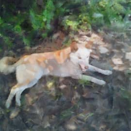 Собачий загар