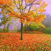 Сиреневый туман.