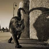 Питерский кот (1), художник Евгения