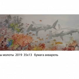 Акулы молоты 2019