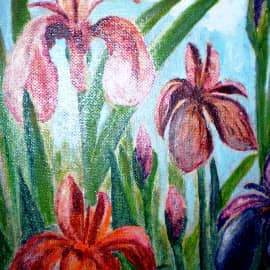 Ирисы утром