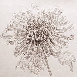 Хризантема