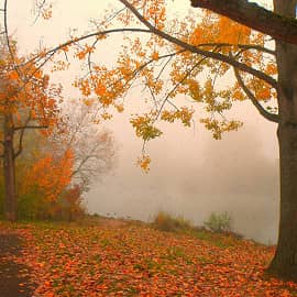 Туман у реки.