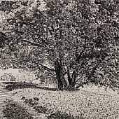 Дерево у дороги