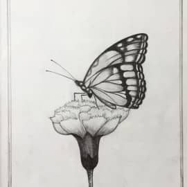 Бабочка на цветке