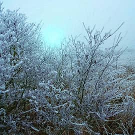 Посеребрил мороз.