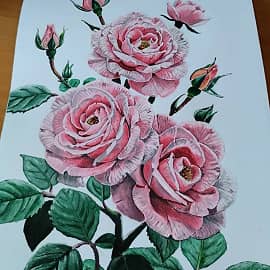 Розовые розы