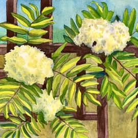 Цветы рябины