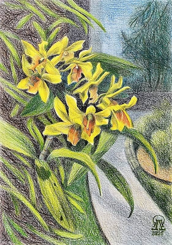 Пхукет. Желтые орхидеи.