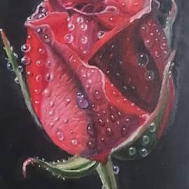 Роза с капельками