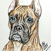 Американский боксёр