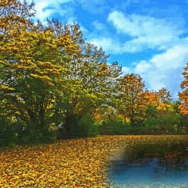 Ковёр из листьев