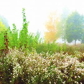 цветы в тумане