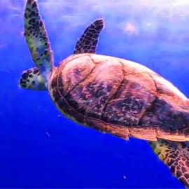 Животные 024