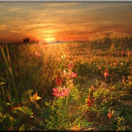 Закат в поле